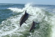 dolphin cruise orange beach, orange beach dolphin cruise, dolphin cruise